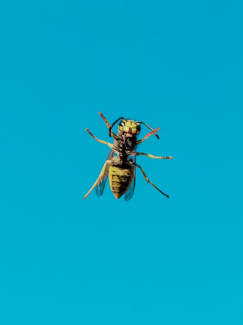 Free A Wasp on a Blue Background Stock Photo
