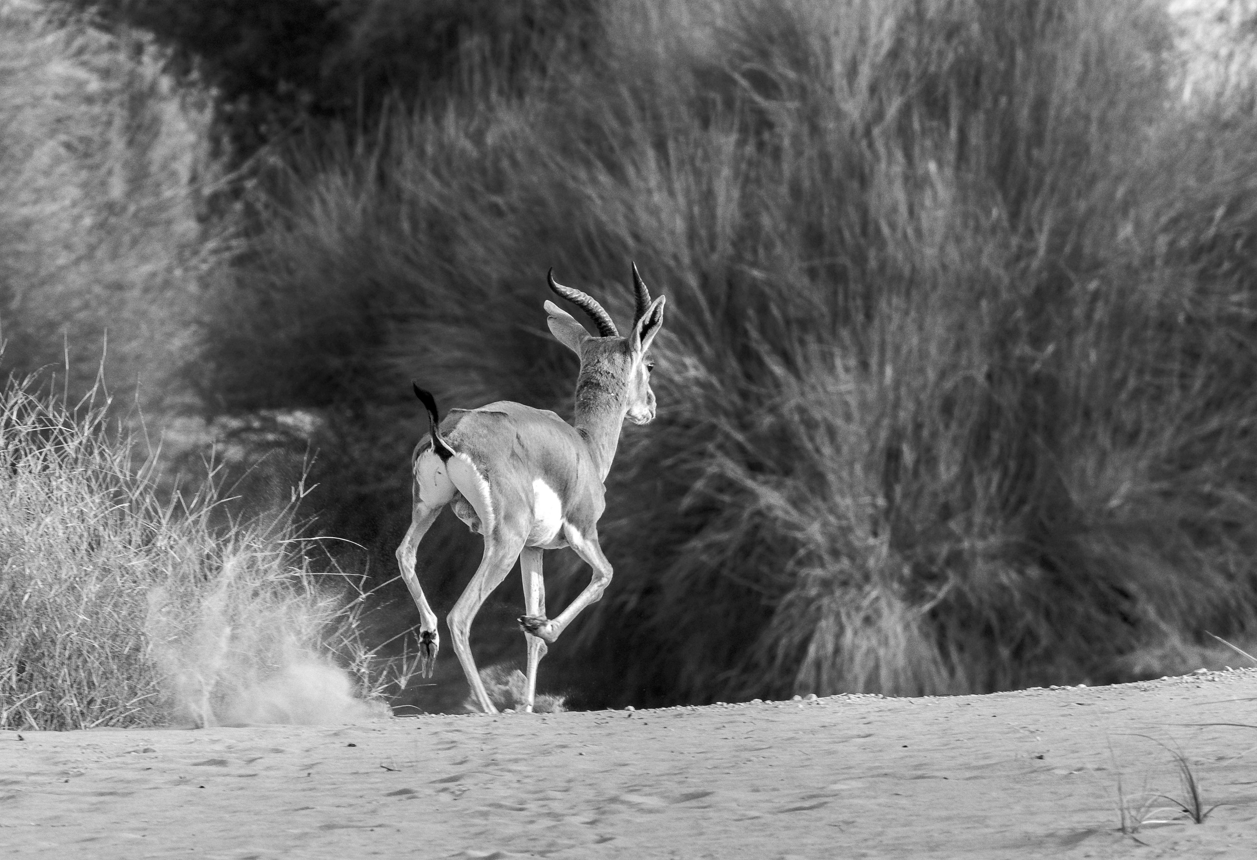 Black Gazelle Photos, Download The BEST Free Black Gazelle Stock Photos &  HD Images