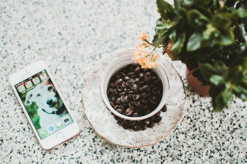 Free Coffee Beans in White Mug on Saucer Stock Photo