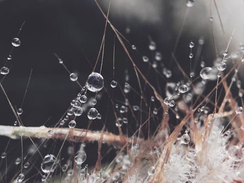 Free stock photo of dewdrops, drops, drops of water