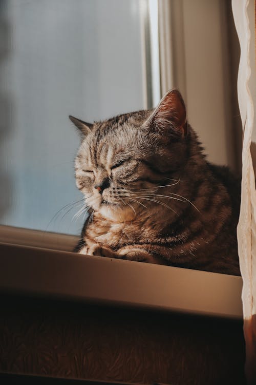 Close Up Shot of a Cat