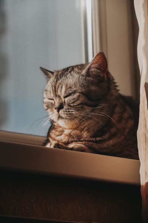 Free A cute domestic cat enjoying sunlight through the window. Perfect pet portrait for pet lovers. Stock Photo