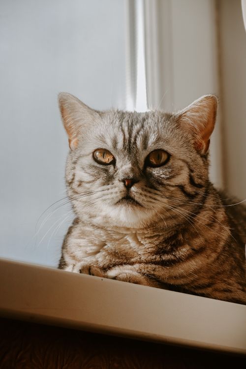 Free Charming tabby cat lounging on a windowsill, showcasing its beautiful striped fur and calm demeanor. Stock Photo