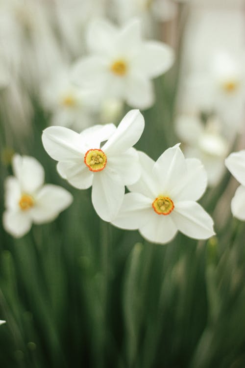 Fotobanka s bezplatnými fotkami na tému biele kvety, kvetinová fotografia, narcis