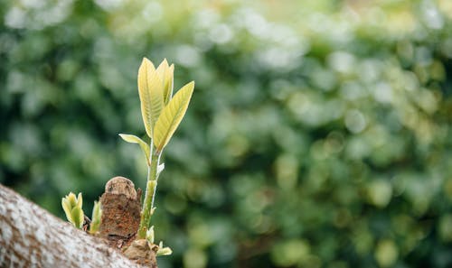Free Selective Focus Photo of Tree With Green Leaves Stock Photo