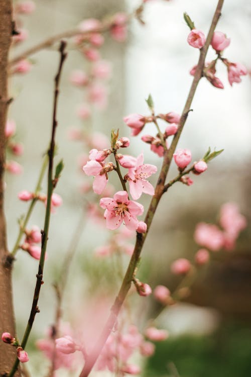 Fotos de stock gratuitas de arbusto, brotar, cerezos en flor