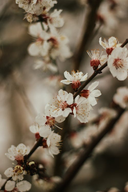 Plum Blossom in Close Up Photography