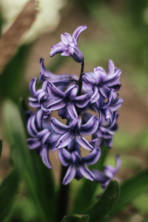 Free Vibrant purple hyacinth in full bloom with a soft blurred background. Stock Photo