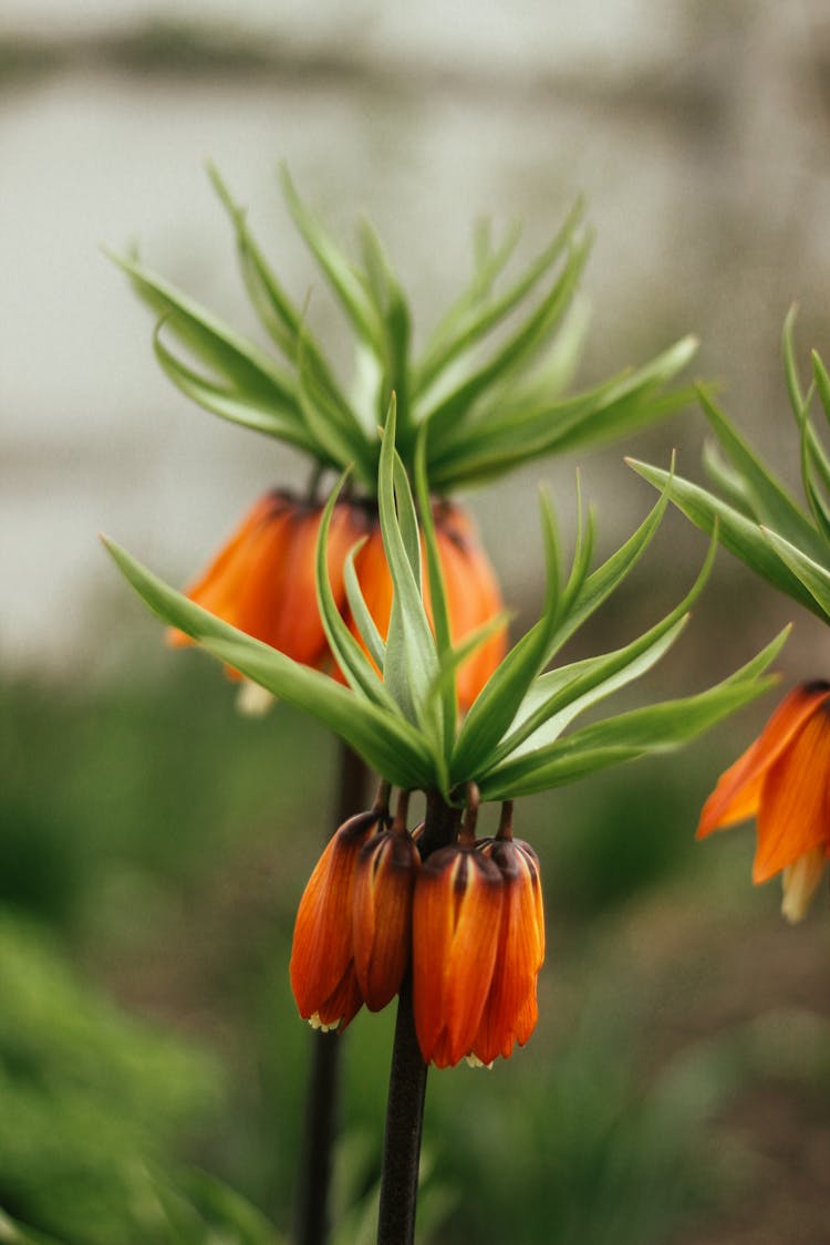 Crown Imperial Flowers In Close-up Photogtaphy