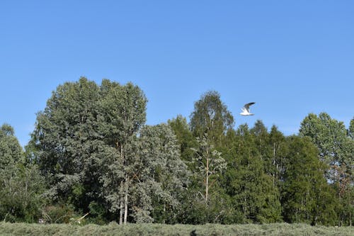 Gratis stockfoto met blauw, bomen, Bos