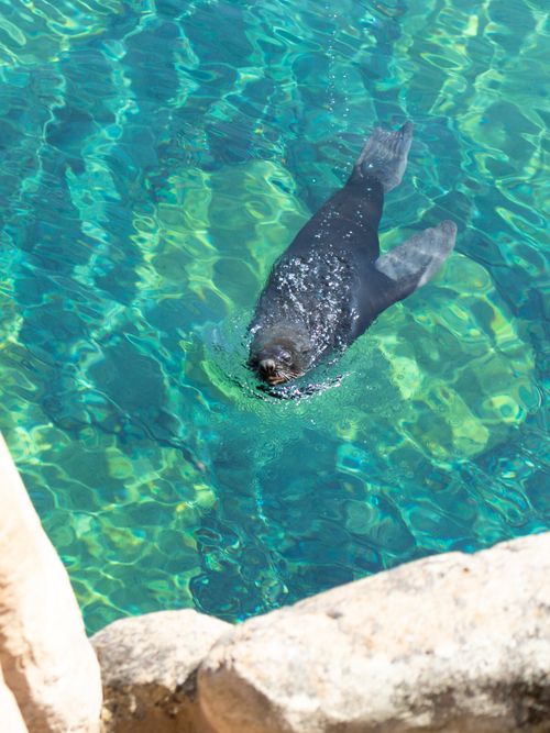 Free Close-up of a seal swimming in vibrant clear water, showcasing marine beauty. Stock Photo