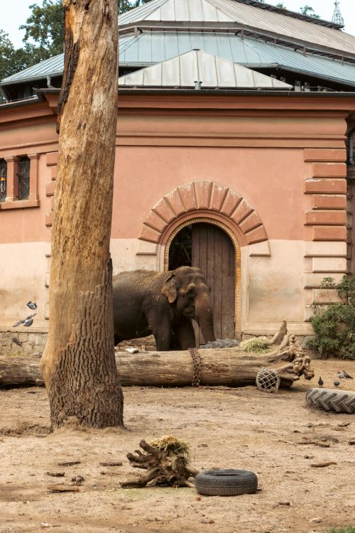 Free An elephant stands in a zoo enclosure with a rustic building and logs. Stock Photo