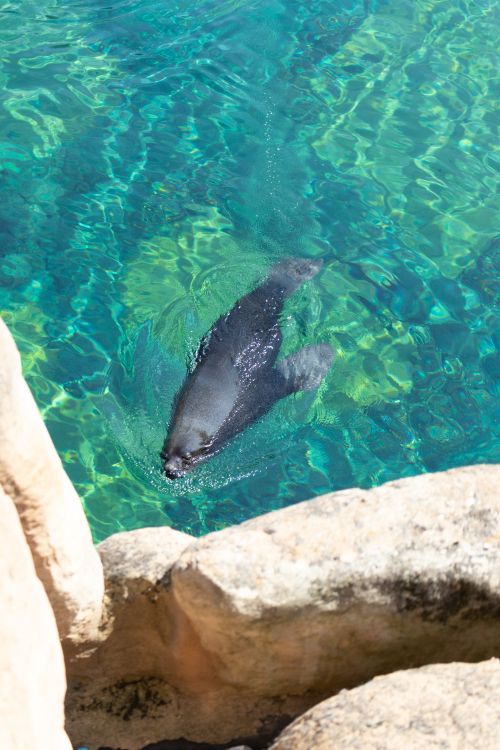 Free A sea lion gracefully swims in clear turquoise waters surrounded by rocky edges. Stock Photo