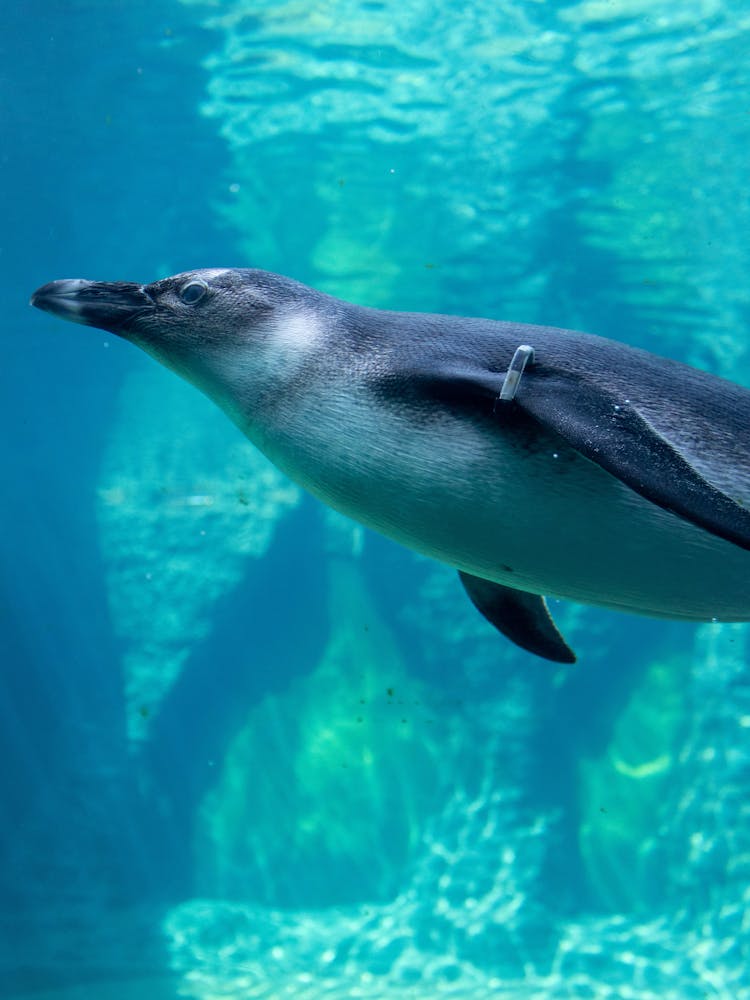 A Penguin Swimming Underwater