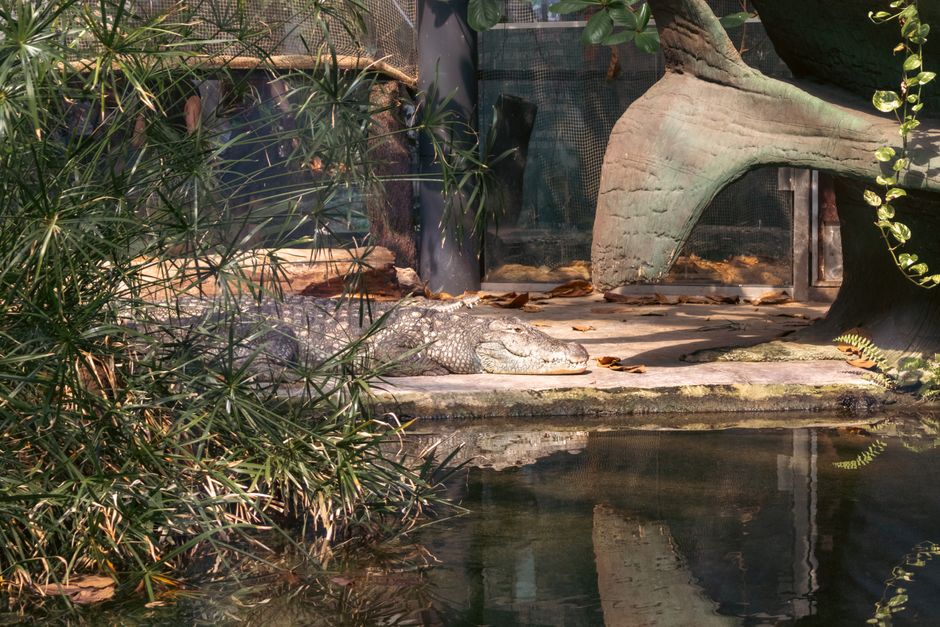 Officer Lowered Into Crocodile-Infested River to Recover Human Remains