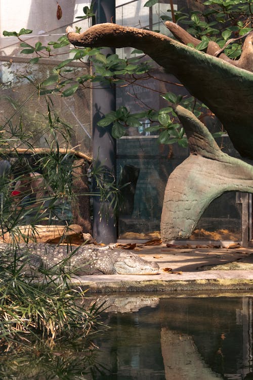 動物, 動物園, 動物攝影 的 免费素材图片