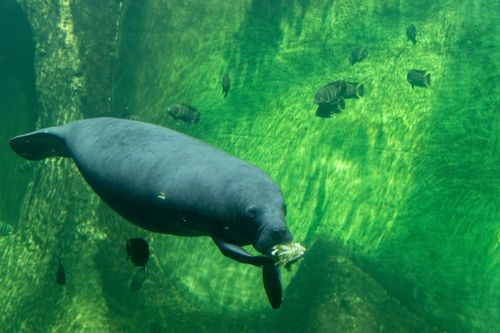 Free Manatee gracefully swimming and eating in clean green underwater setting, surrounded by small fish. Stock Photo
