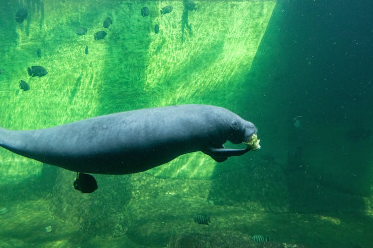 Sea Cow In The Zoo Aquarium