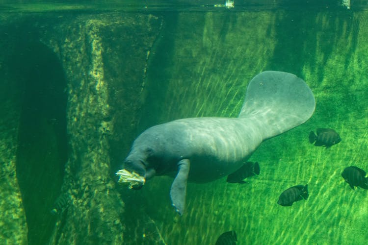 An African Manatee Swimming Underwater