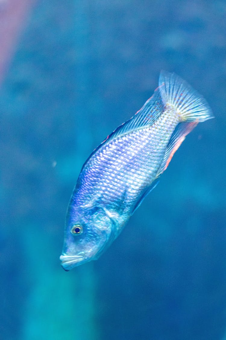 A Silver Fish Swimming Underwater