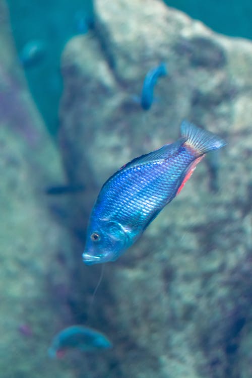 Fotos de stock gratuitas de acuario, animales acuáticos, de cerca