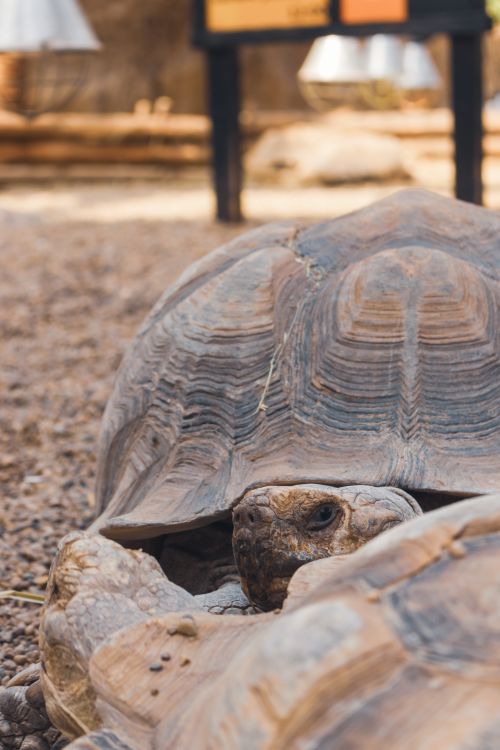 Free A detailed view of an African spurred tortoise relaxing on rocky ground, showcasing its textured shell. Stock Photo