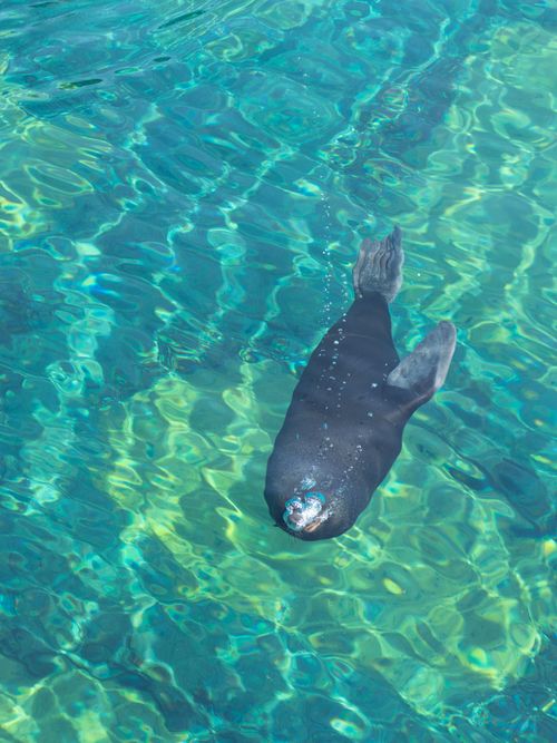 Free A California sea lion gliding through clear blue water with sunlight reflections. Stock Photo