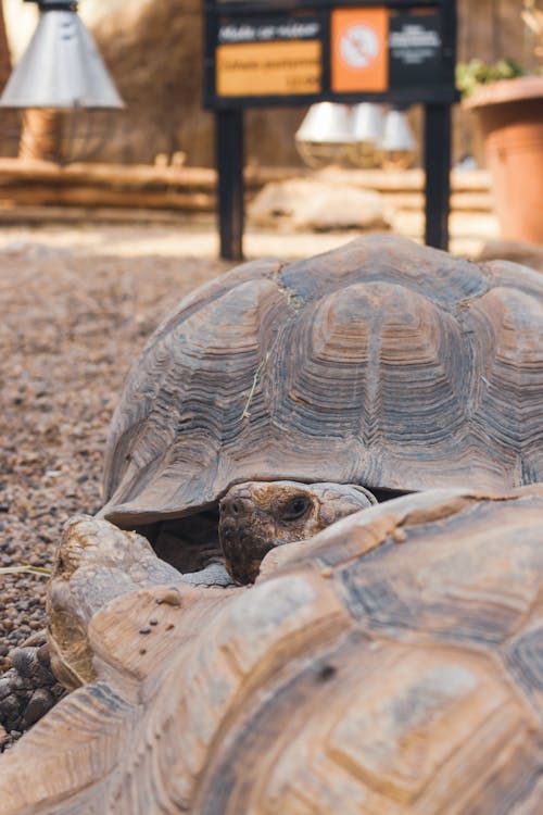 Tortoise on the Rocks in the Zoo