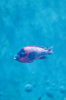 fish photo