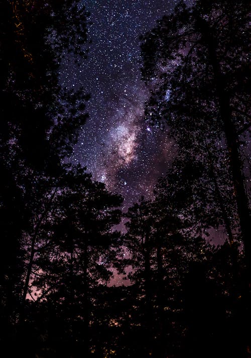 Free Trees Under Milky Way Stock Photo