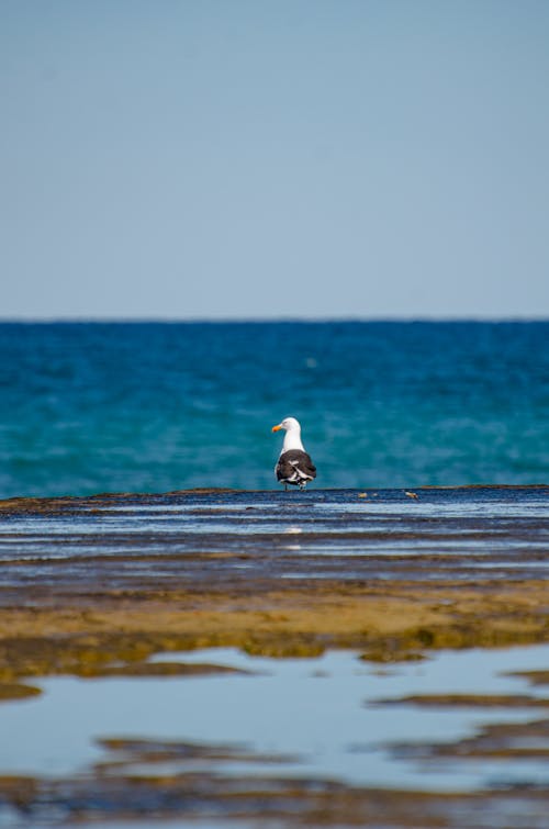 Free Gull Near Body of Water Stock Photo