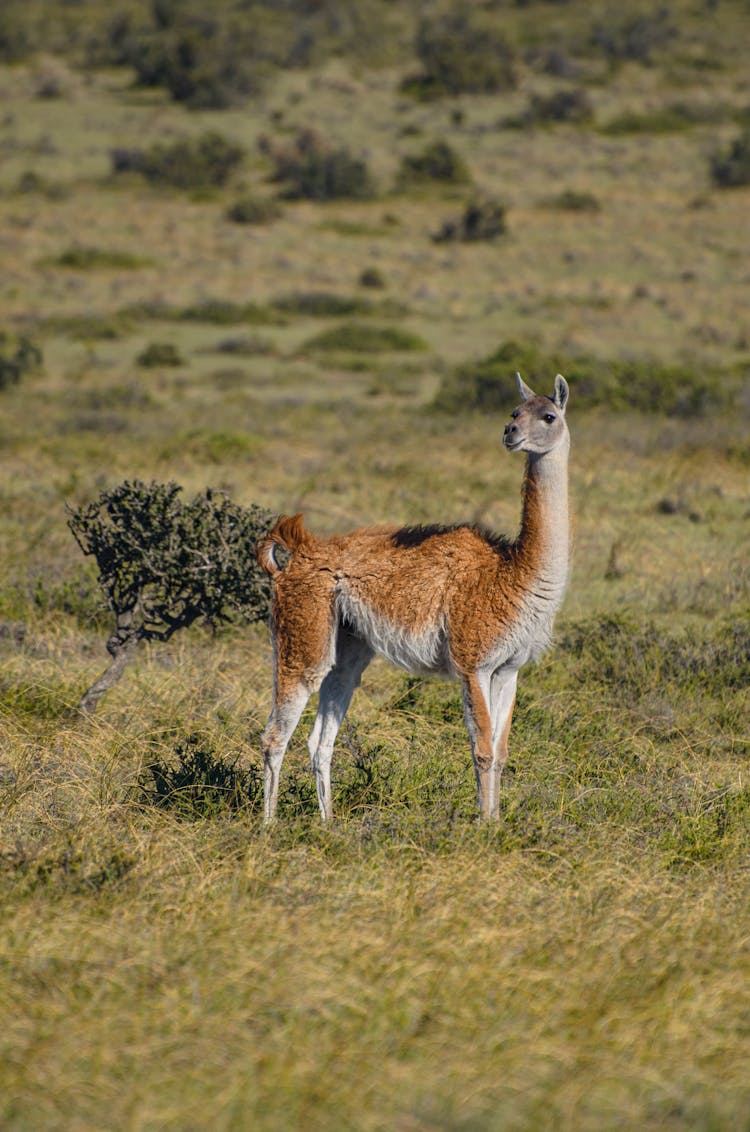 Guanaco In Nature