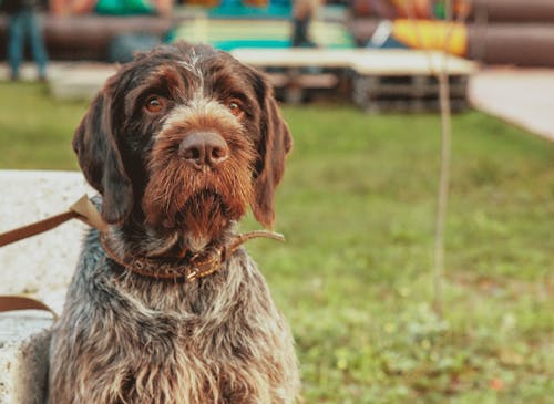 Kostenlos Selektive Fokusfotografie Eines Langbeschichteten Braunen Hundes Stock-Foto