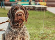 迷人的长毛狗戴着皮带，专心地坐在草地上