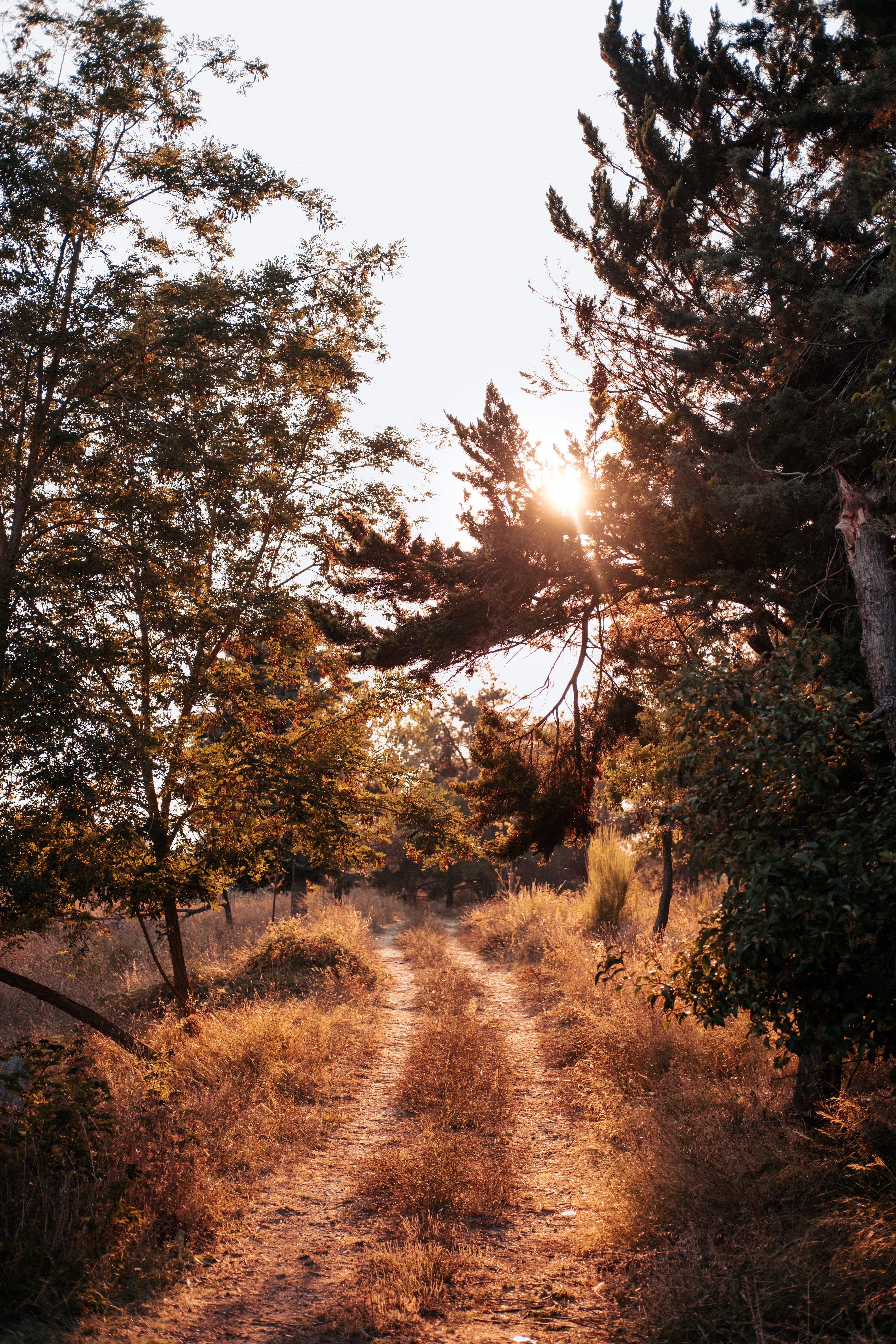 A scenic autumn forest pathway illuminated by the setting sun.