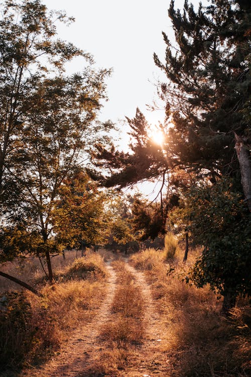 Fotos de stock gratuitas de al aire libre, amanecer, arboles