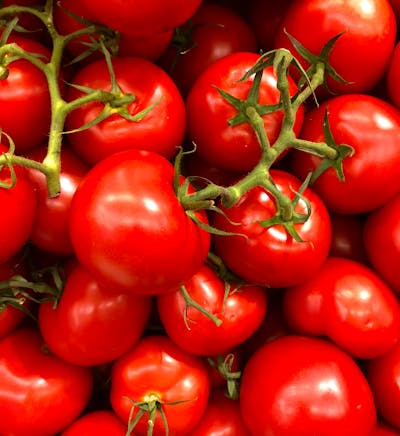 Hybrid Tomato Seeds (1kg)