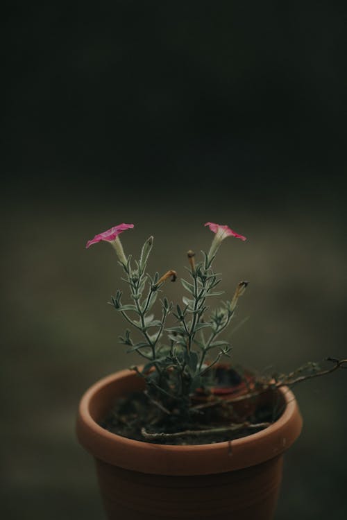 免费 棕色锅粉红色的花瓣花的特写照片 素材图片