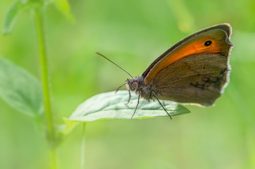 Close Up Photo of a Brown Butterfly