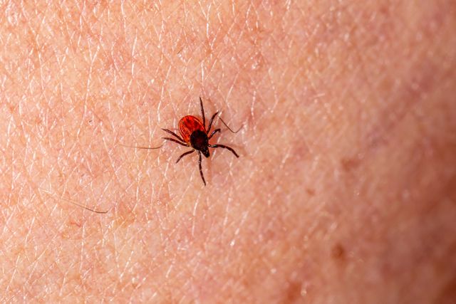 A tick in macro on skin: this is exactly what your fingertips are hunting for