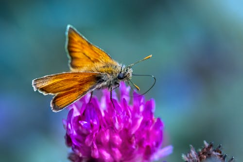 Brown and Yellow Butterfly Perched on Purple Flower in Close Up Photography