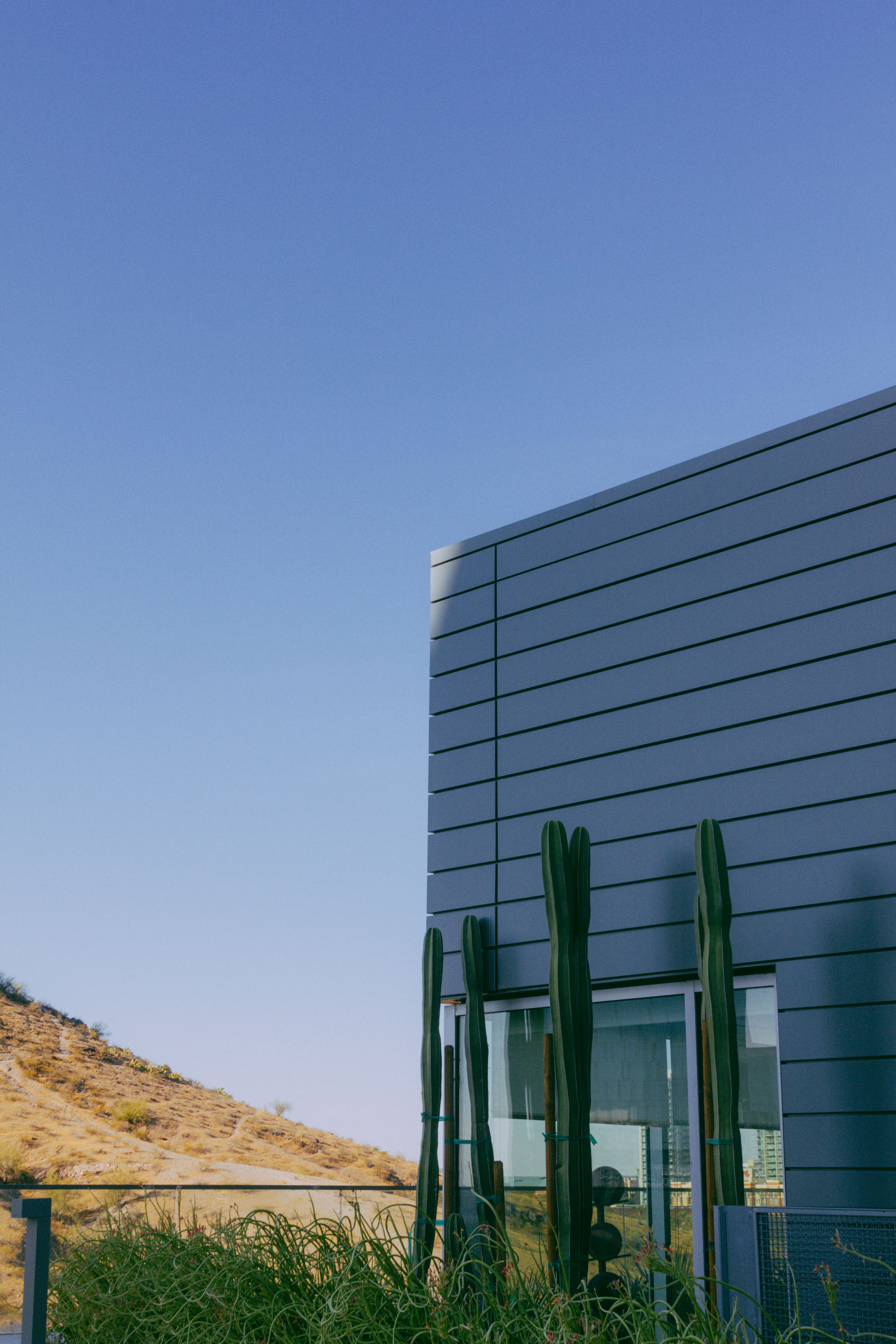A minimalist building with tall cacti against a blue desert wall