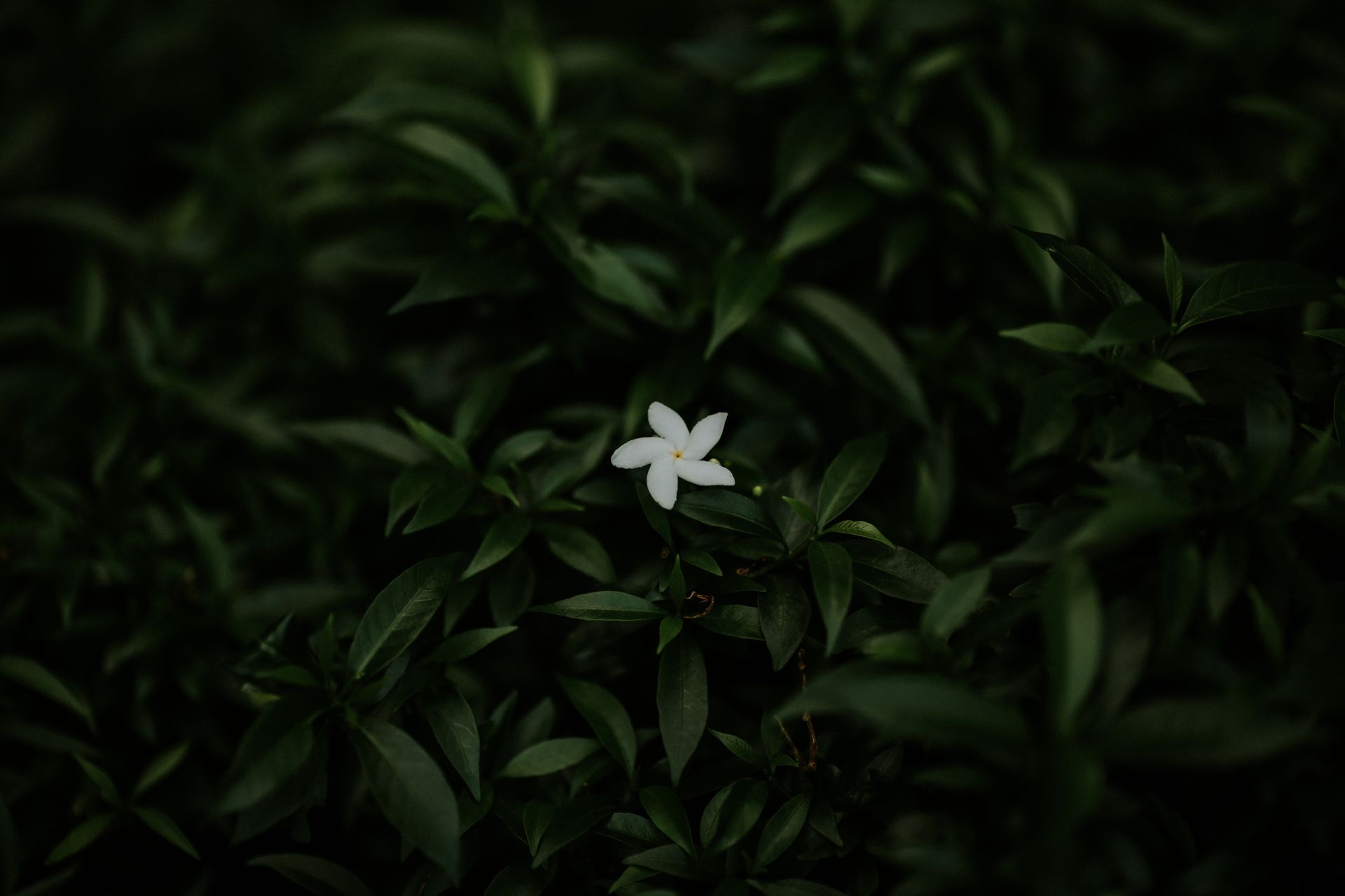 A single white jasmine flower stands out against a backdrop of lush, dark green leaves in this moody photograph.