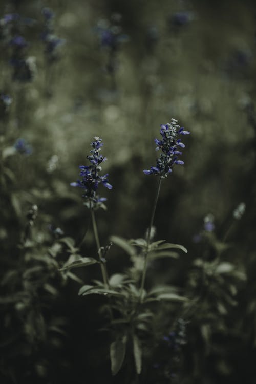 蓝色簇花