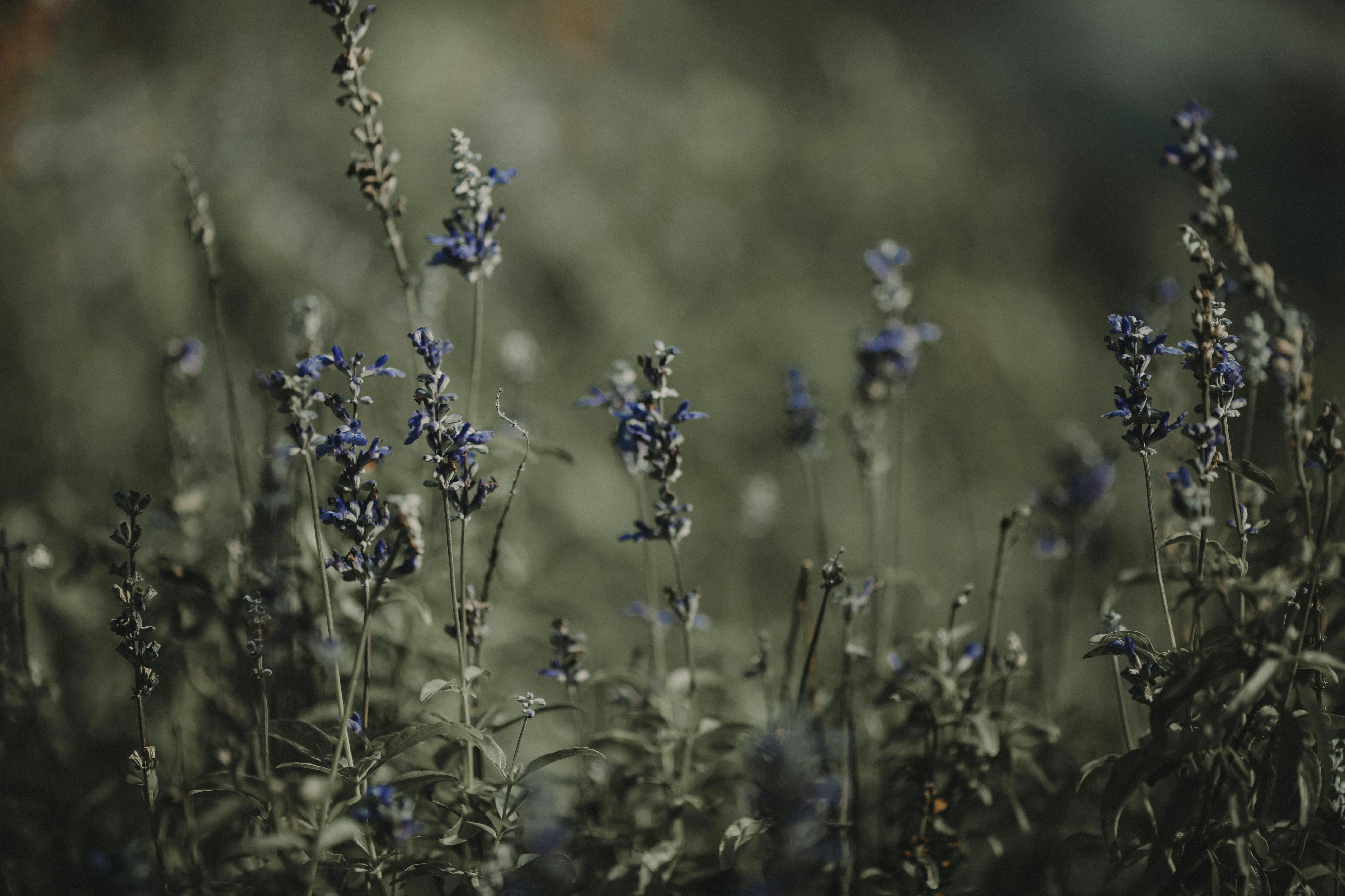 Purple Flowering Plant · Free Stock Photo