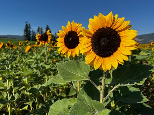 Close-Up Photo of a Blooming Sunflowers