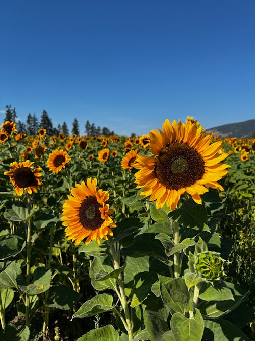 Close Up Photo of Sunflwers