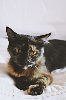 特写镜头中，一只龟甲猫长着引人注目的黄眼睛，懒洋洋地躺在室内的白色表面上