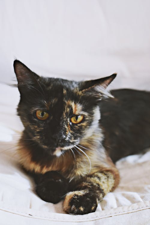 Calico Cat Lying on Bed