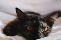 一只龟甲猫躺在室内，眼睛是明亮的黄色